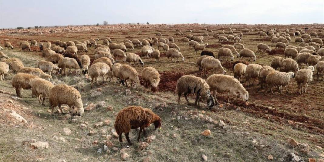 Depremde kaybetti devlet desteği yenilerine kavuşturdu: Şimdi sürüsünü büyütüyor 2